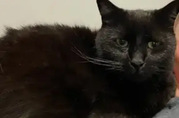 Lost Black Cat Ryder - Plough St, Adelaide