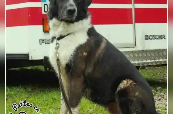 Chienne perdue à Saint-Paul-le-Gaultier - photo