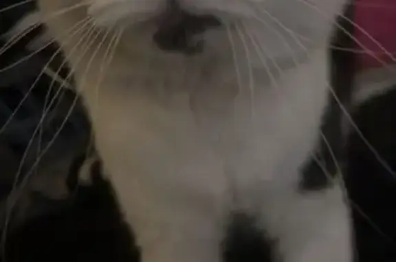 Lost Cat Hex: Fluffy Tail, Melton Area