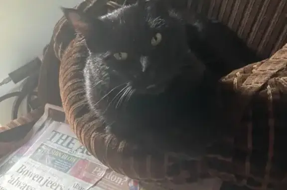 Lost Cat: Stubby Tail, White Patches