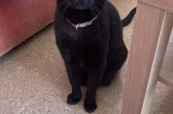 ¡Ayuda! Gata negra perdida en La Línea