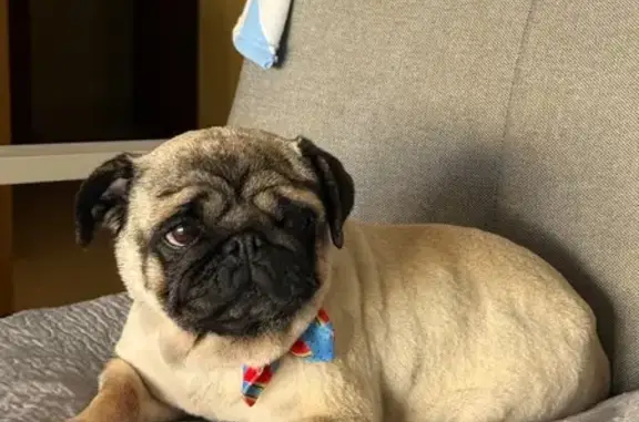 ¡Se Busca! Carlino Perdido en Cartagena
