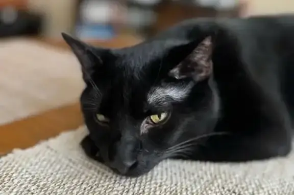 Lost Black Cat: North Main St, Raeford