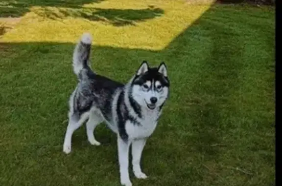Animaux perdus , photo: Chien noir et blanc perdu à Romescamps