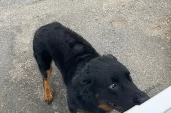 Chien trouvée avec collier à Oradour-sur-Vayres - photo