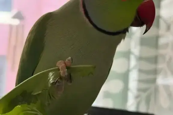 Tame Bird Lost on Waratah St, Burwood