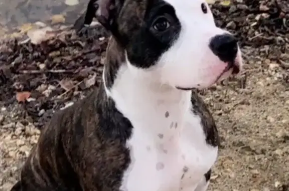 Chien perdue: Olly s'est enfuie à La Riche - photo