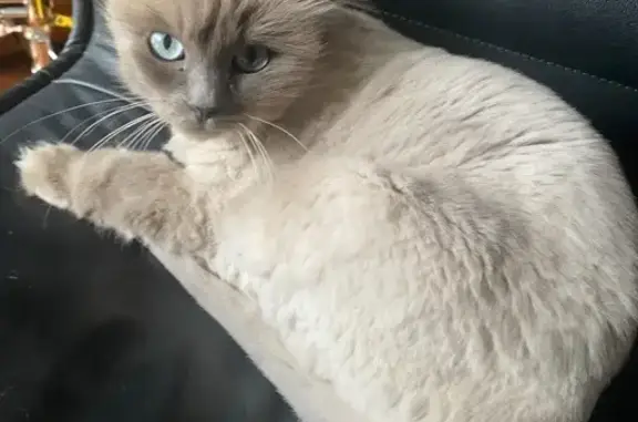 Lost Grey Ragdoll Cat: Manningham Area