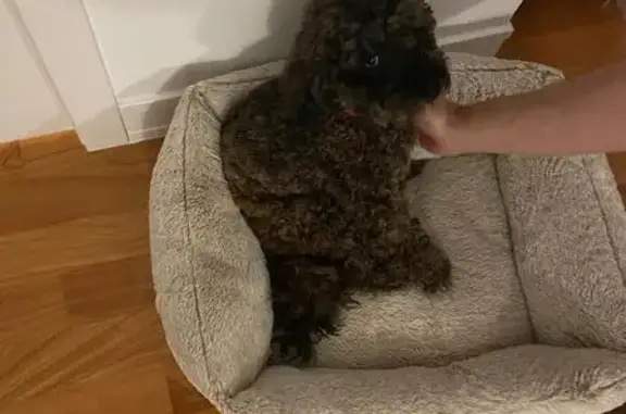 Perro Marrón y Negro Perdido en San Lorenzo