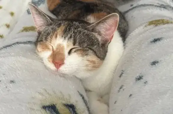 Animaux perdus Champagnole, photo: Chatte Zaya perdue à Champagnole