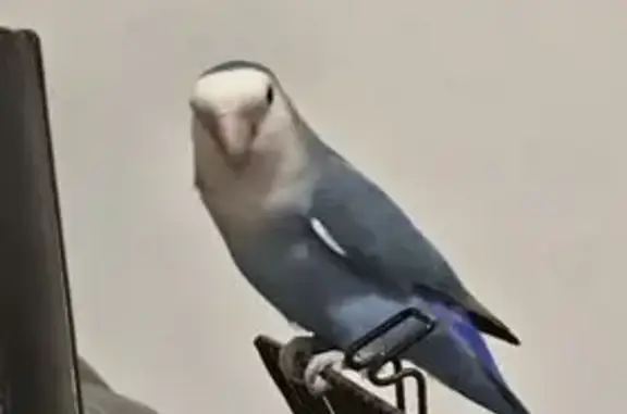Agaporni Azul Perdido en Tejina: ¡Ayuda!