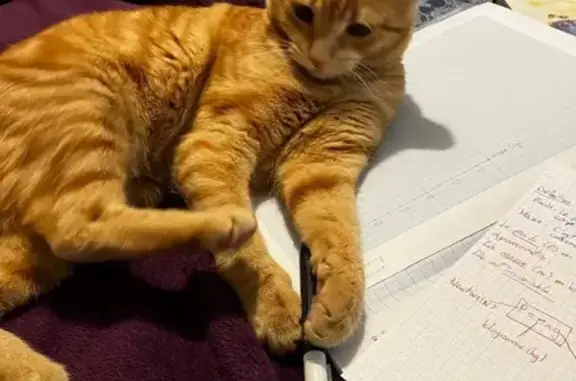 Animaux perdus , photo: Chatte rousse perdue à Cuvat
