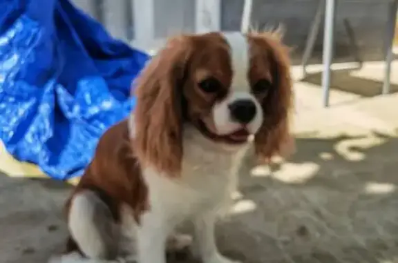 Chien trouvé Brindas, photo: Jeune King Spaniel trouvé à Brindas