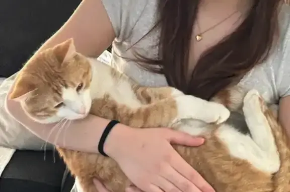 Help Find 'Billy Chops' the Lost Cat!