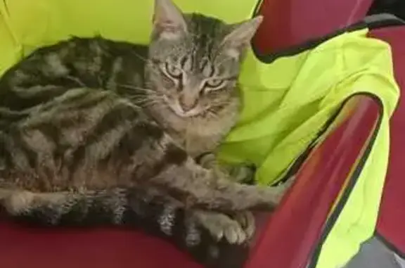 Joven Gato Atigrado Cariñoso en Sueca