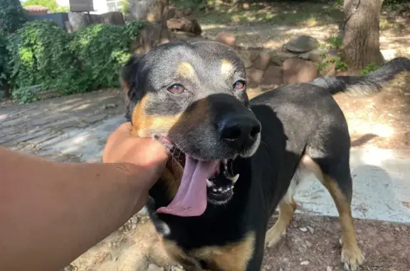 Animaux trouvés Le Luc, photo: Chien croisé noir trouvé au Luc