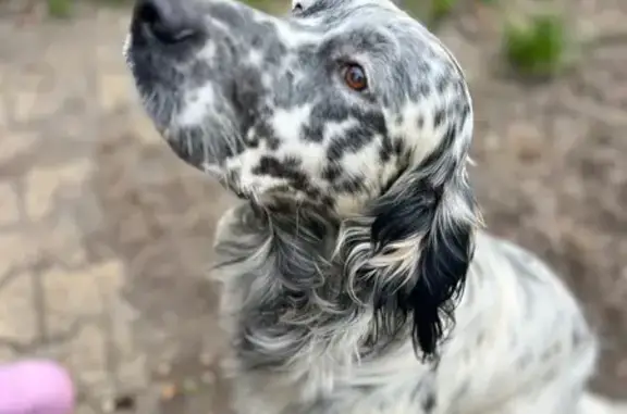 Chien perdu Eysines, photo : Chien perdu blanc/noir taille moyenne Eysines