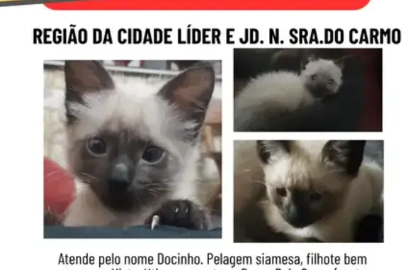 gato desaparecida