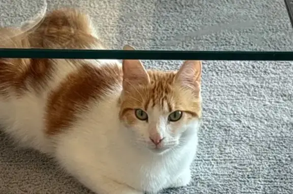 Chat perdu, , photo: Chat roux et blanc perdu à Chambonas