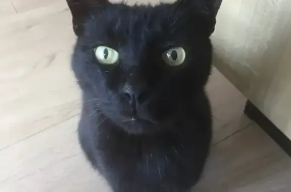 Animaux perdus Six-Fours-les-Plages, photo: Chat noir perdu, oreilles fendues, Six-Fours