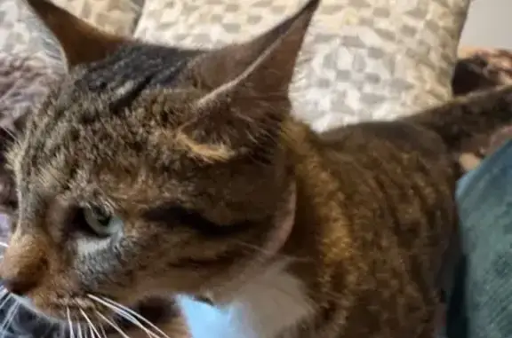 Friendly Young Tabby Found in Chicago