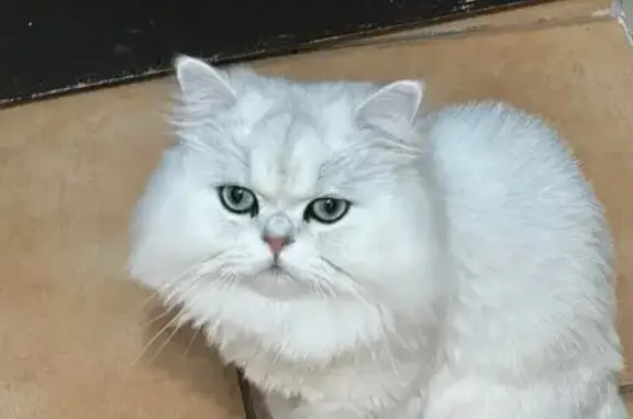 Help Find Aspen: Fluffy White Cat Lost