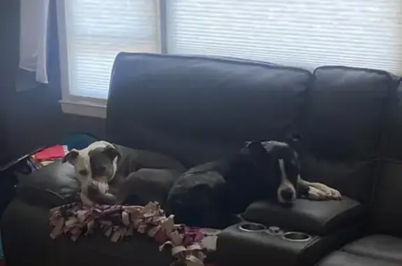 Lost Dogs: Patches & Zoey in Monroe