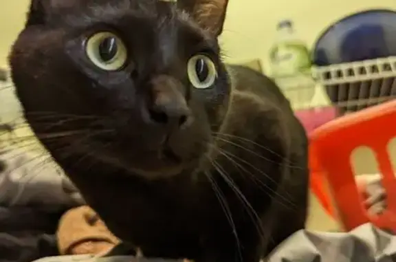 Missing Black Bobtail Cat in Columbus