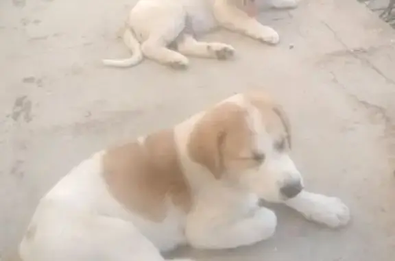 Chien perdue blanc tacheté, Route de Pierrefeu - photo