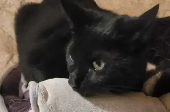 Chatte noire perdue à Ordalena, Levens - photo