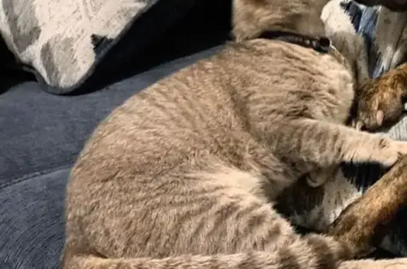 Lost Gray Cat: Hello Kitty Collar, Skittish