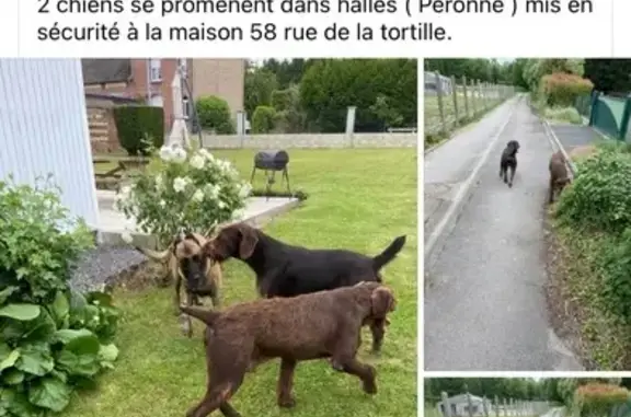 Chien trouvé Péronne, photo: Deux drahthaars trouvés à Péronne