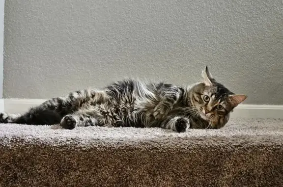 Lost Cat: Black/Grey/White in Burnsville