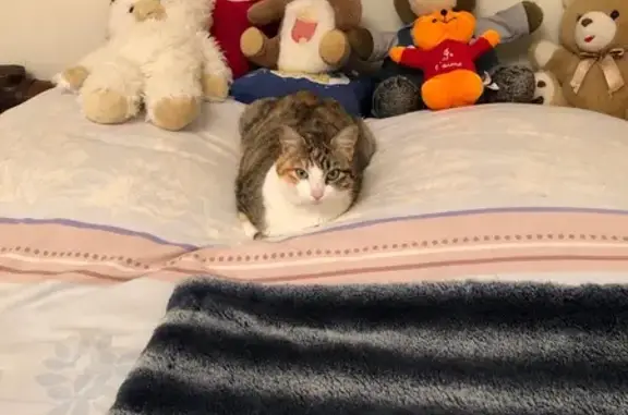 Chatte perdue Écaille de tortue 2 ans - photo