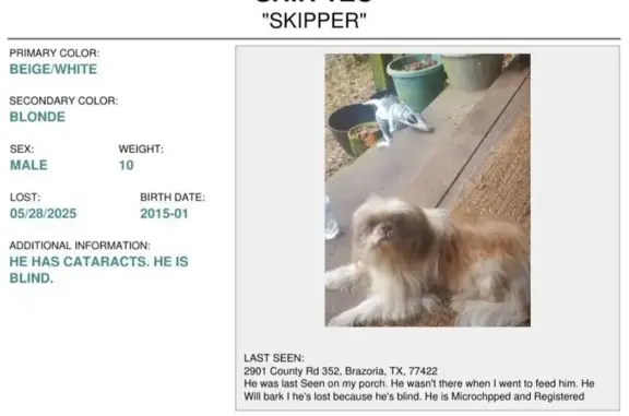 Blind Blonde & Brindle Dog Lost in TX