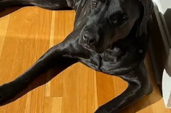 Lost Black Lab Mix Near New Mannsdale Rd
