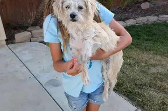 Found: Friendly Beige Dog on Santa Rosa Rd