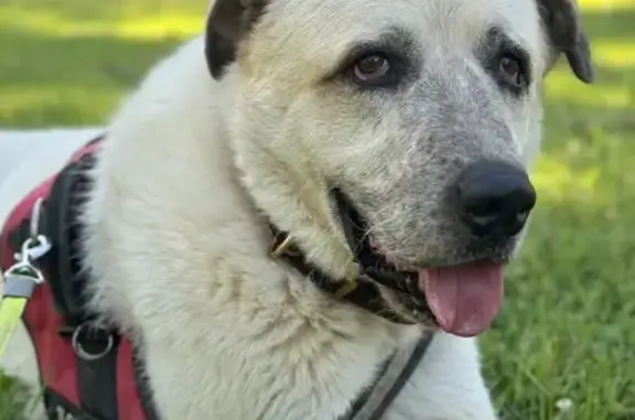 Lost Dog: Dirty White with Unique Spots