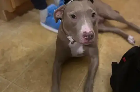 Help Find Butta: Lost, Pregnant Pit Bull