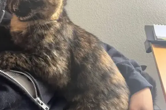 Lost Indoor Cat on Holmes Lane - Help!