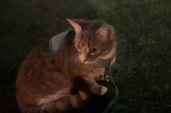 Lost Tabby Cat: White Paws, 75th Place