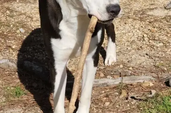 Lost: 90lb Blue Nose/Shepherd Mix