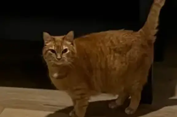 Chatte perdue Rousse à Pujols-sur-Ciron - photo