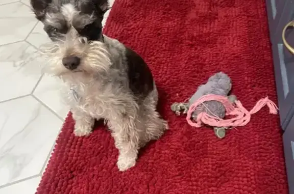 Help Find Our Lost Miniature Schnauzer!