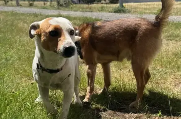 Chienne Jack Russel trouvée à Domérat - photo