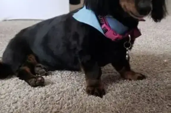 Lost 17-Year-Old Dachshund in Dayton
