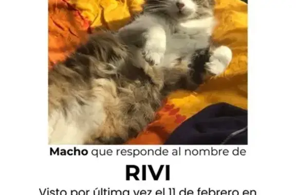Gato Gris Perdido en Nezahualcóyotl