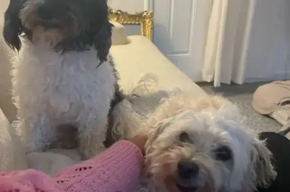 Help Find Lost Dogs Minnie & Mickey!