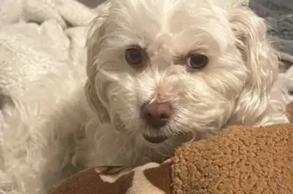 Lost White Poodle: Princess Needs Help!