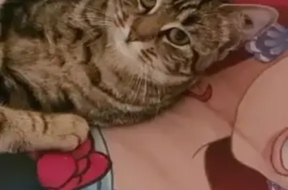 Chat perdu, Gien, photo: Chatte tigrée peureuse perdue à Gien